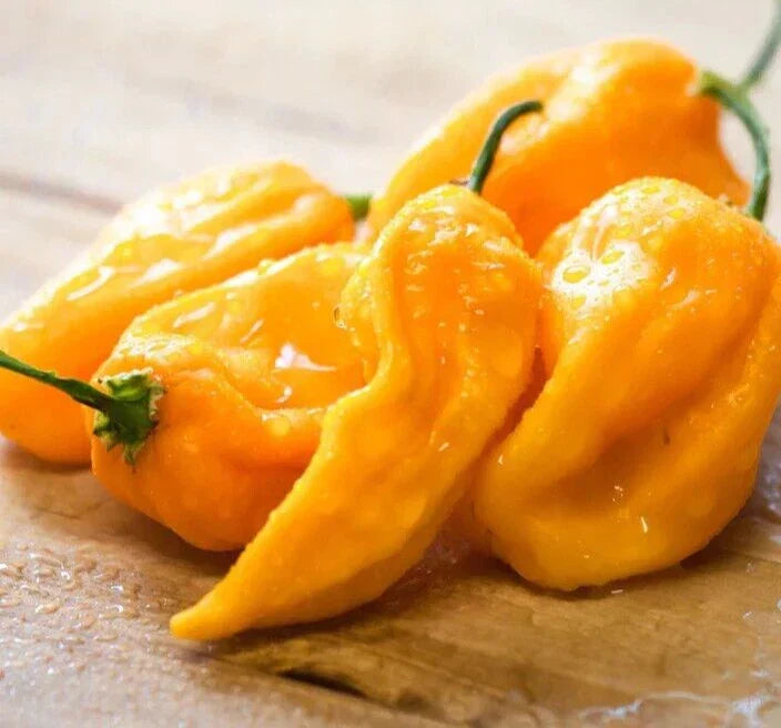 Fresh Sweet Yellow Habanero Pepper Seeds - 20 Premium Capsicum chinense Seeds