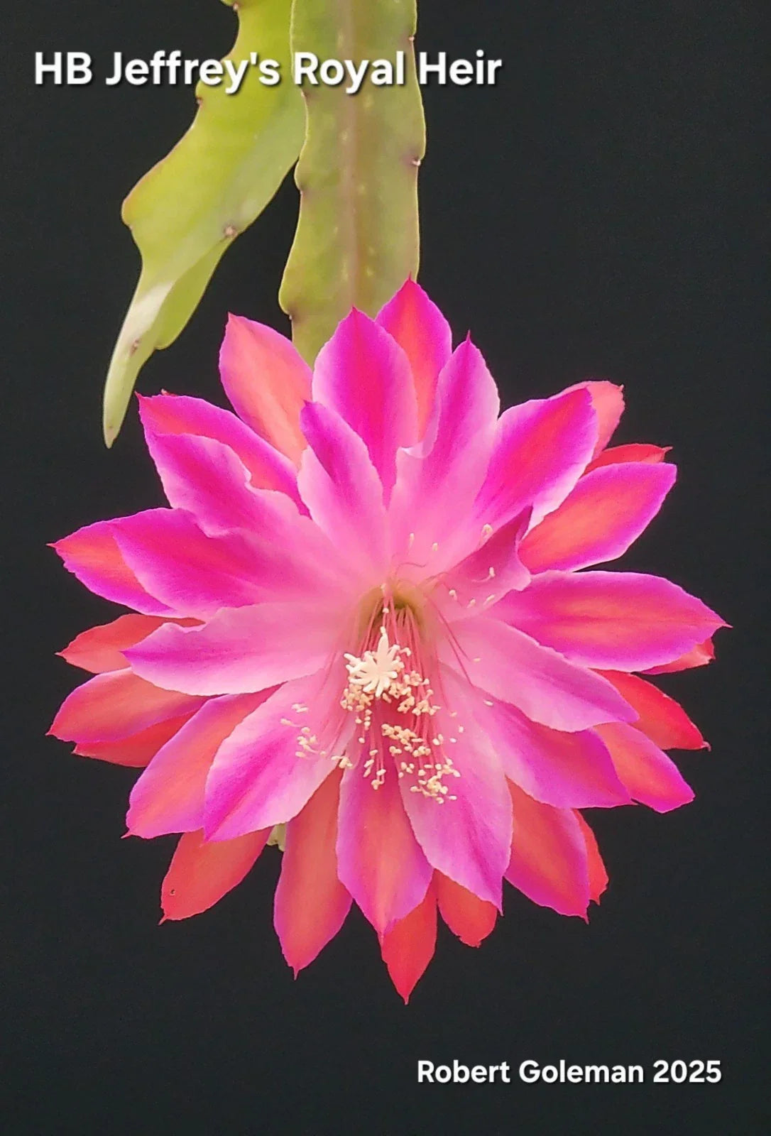 Epiphyllum Cutting - Unrooted 'HB Jeffrey's Royal Heir' - Rare Cactus Variety for Propagation and Indoor Garden