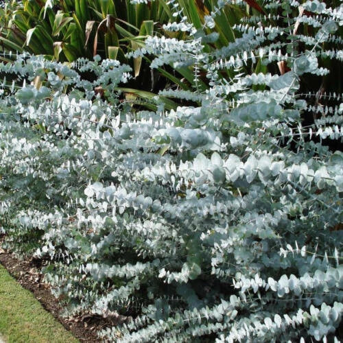 Eucalyptus Pulverulenta Seeds | Silver Dollar 'Baby Blue' | Drought-Tolerant Foliage Plant for Indoor & Garden Use