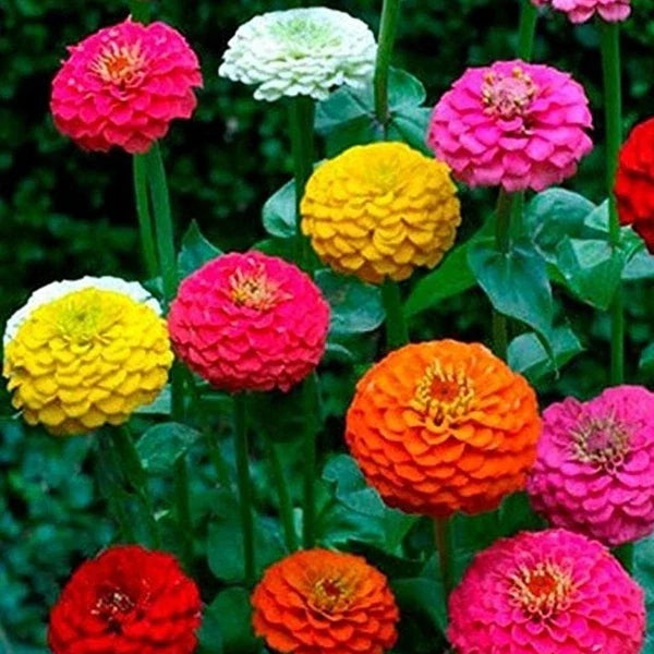 Zinnia Seeds California Giant Mix – 150+ Colorful Blooms, Zinnia elegans, Garden Flower Seeds, Butterfly Attractant, USA Grown