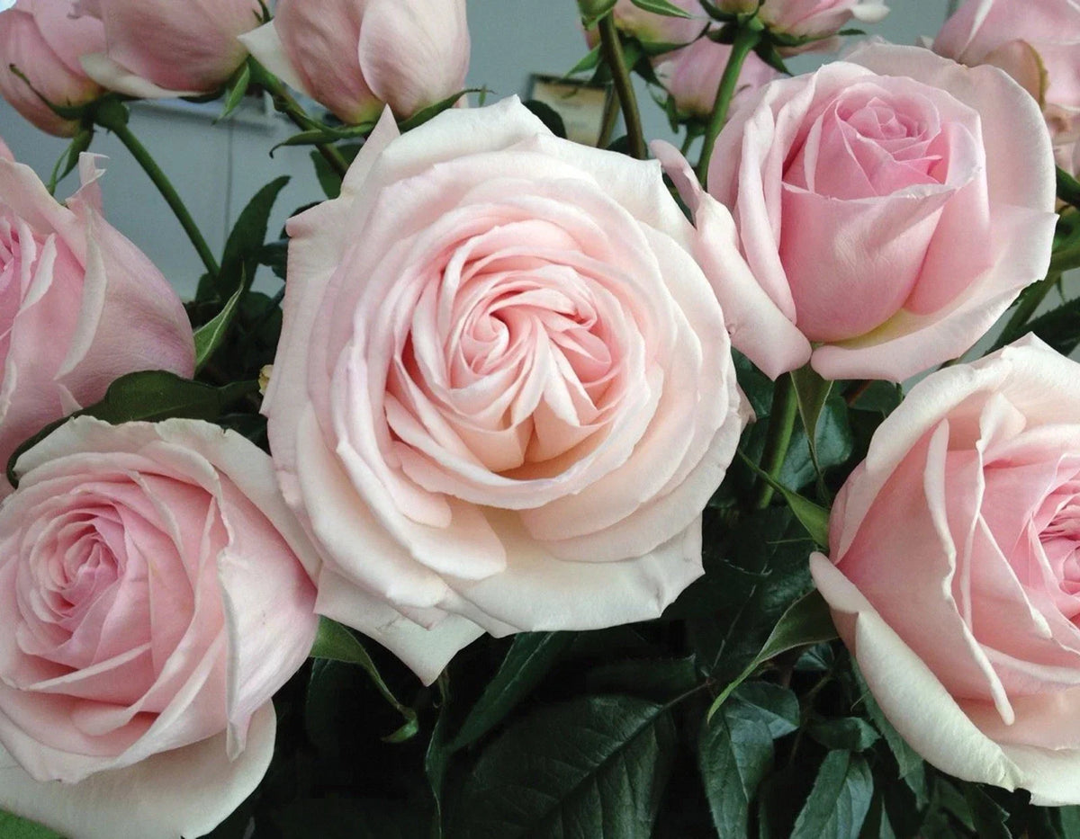 Unrooted Rose Cuttings 6" Long - Rosa 'Francis Meilland' Fresh Propagation Material