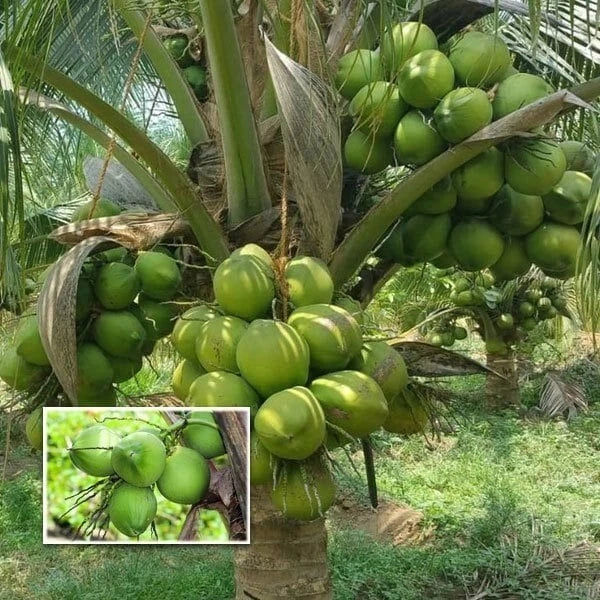 Dwarf Green Malayan Coconut Seeds – 5 Sprouted Coconuts – Cocos nucifera – Tropical, Costa Rica, Exotic Plant