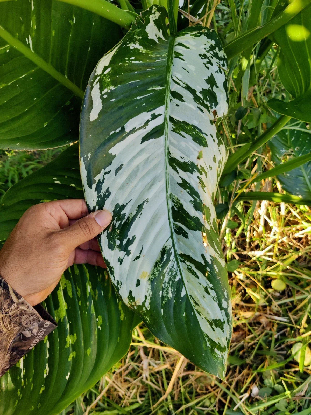 Variated Dieffenbachia Dumb Cane Live Plant Cutting | Rare Indoor Houseplant | Unique Foliage | Dieffenbachia spp.