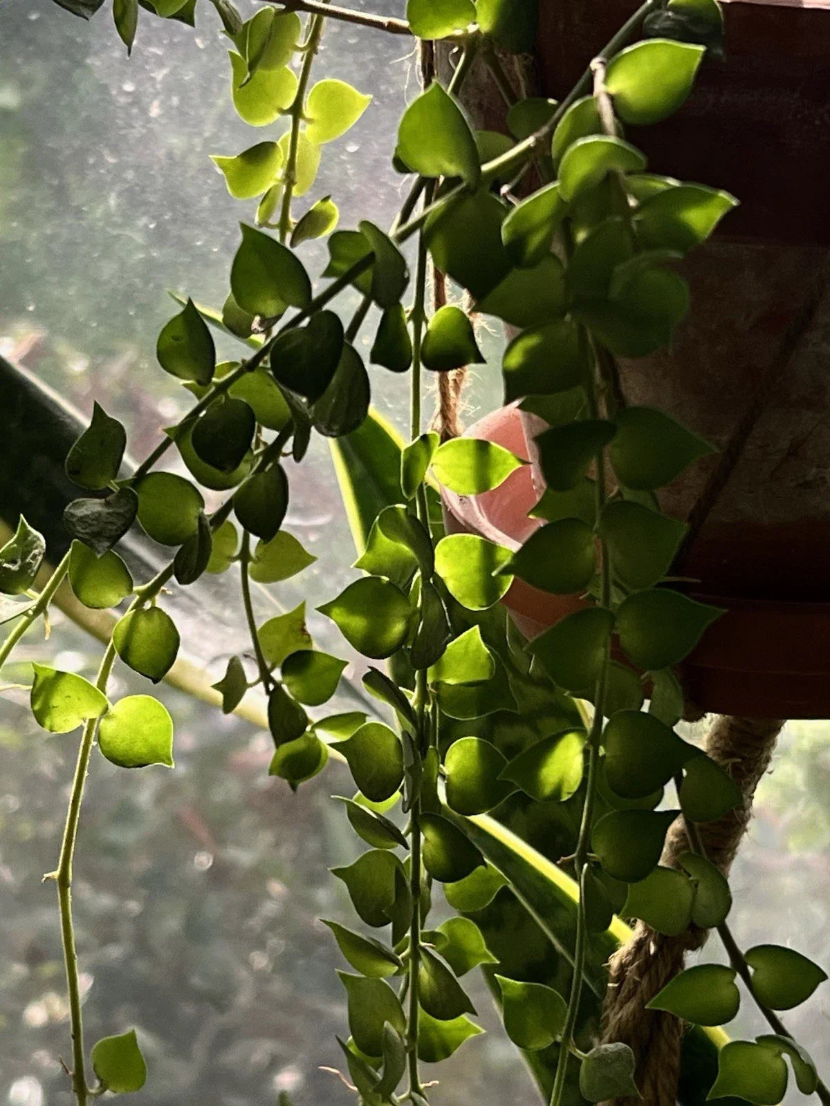 Dischidia Ruscifolia Million Hearts Plant 4" Unrooted Cutting - Unique Heart-Shaped Houseplant for Indoor Decor