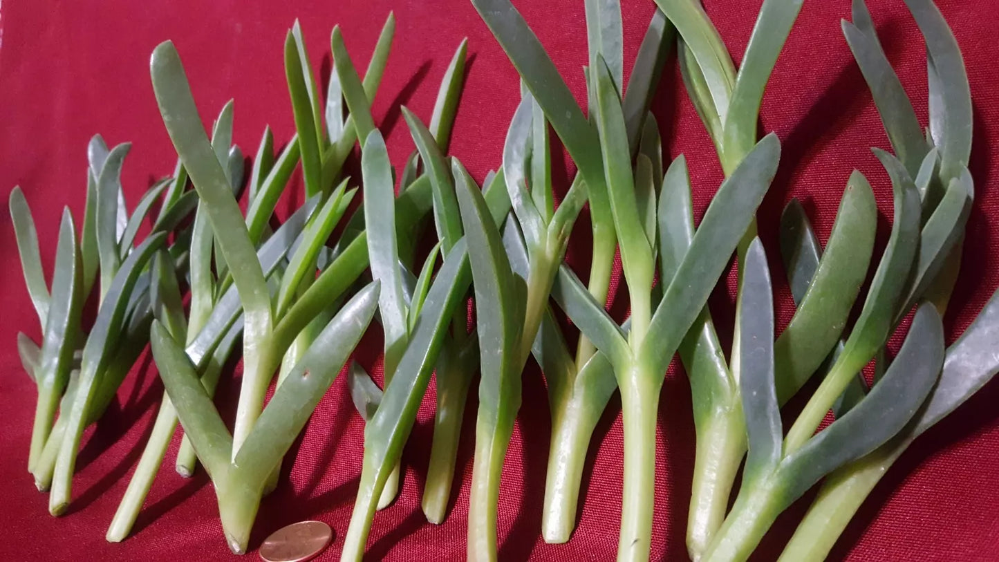 Ice Plant Succulent Live Cuttings 17 Pieces Coastal Pig Face Delosperma cooperi 3-5 Inches for Garden & Indoor