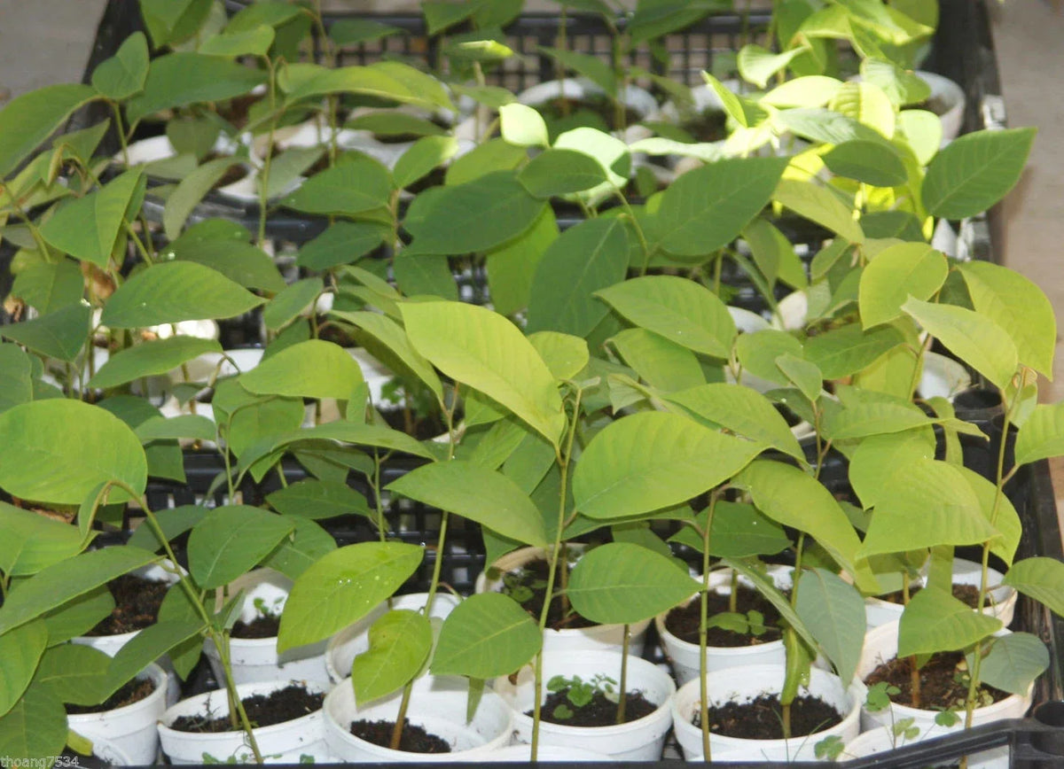 Cherimoya Seedling Plant - Live Rooted Tree for Home Gardening - Annona cherimola - Large Fruits, Tropical Flavor