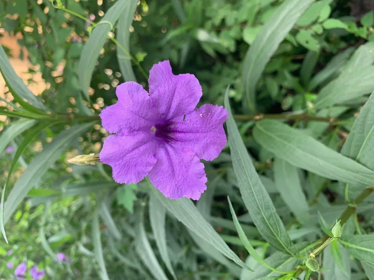 Dwarf Bluebell Live Plant - Aquatic Marginal Starter - Vibrant Blue Flowers - Ruellia brittoniana