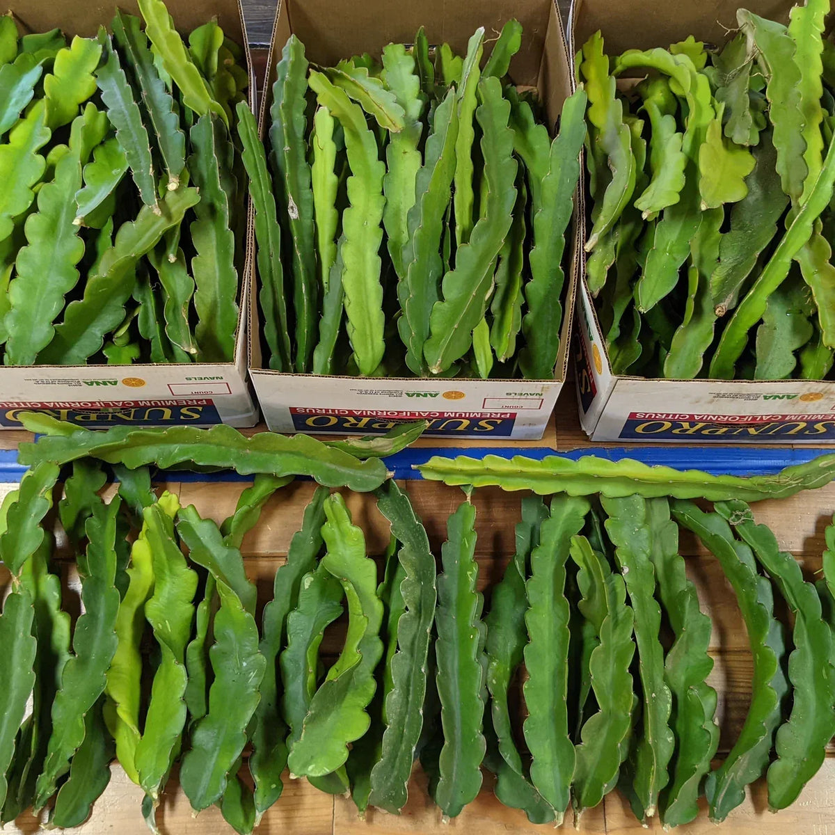 Dragon Fruit Cuttings 8-10 Inches Multiple Varieties Hylocereus spp. for Indoor & Outdoor Gardening