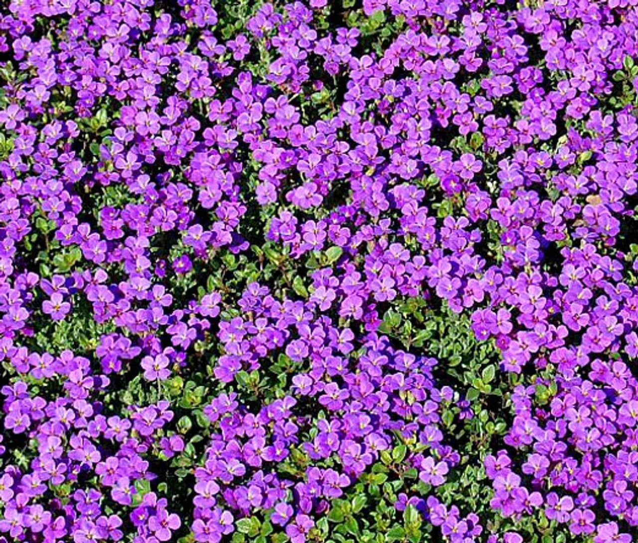 Purple Rockcress Seeds – Aubrieta deltoidea Perennial Ground Cover for Rock Gardens & Borders, 200+ Seeds