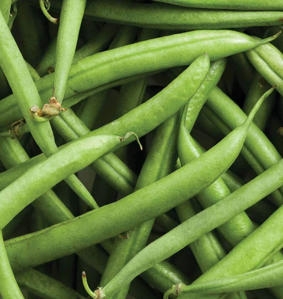Heirloom Strike Bean Seeds 50 Count – Bush Green Vegetable Seeds – Non-GMO Phaseolus vulgaris for Garden, Canning, and Fresh Eating