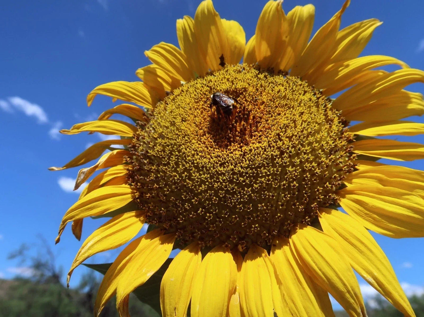 Mammoth Grey Stripe Sunflower Seeds - Pack of 25+ - Giant Helianthus annuus for Garden, Landscape & Cut Flowers