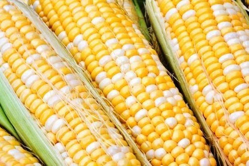 Sweet Corn Seeds - Solstice Variety, Non-GMO, 100 Seeds, Zea mays, Full Sun, Tall Plants, Summer Harvest