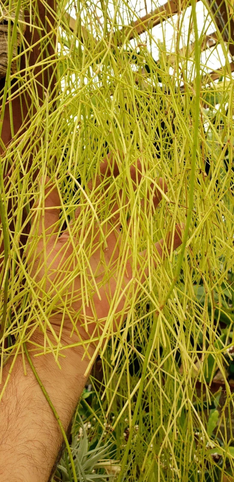 Unrooted Rhipsalis burchellii Cuttings - Mistletoe Cactus, Rare Jungle Cactus, Unique Houseplant Propagation