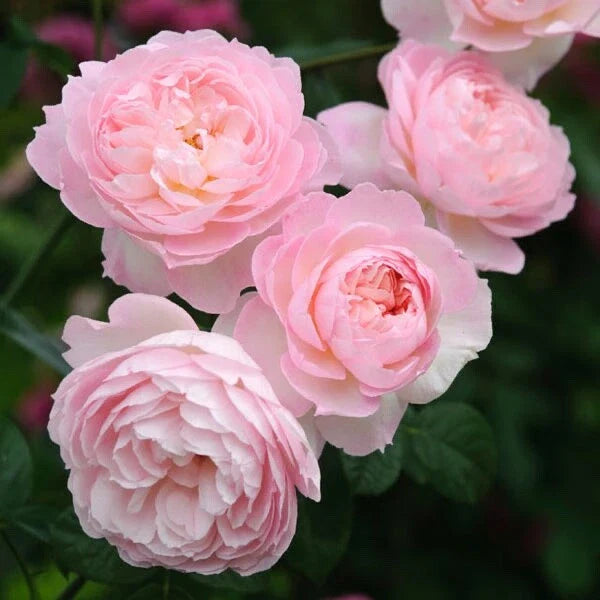David Austin Rose Cuttings to Root - Retired Variety (3 Cuttings) - Perfect for Gardeners - Rosa 'David Austin'