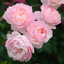 David Austin Rose Cuttings to Root - Retired Variety (3 Cuttings) - Perfect for Gardeners - Rosa 'David Austin'