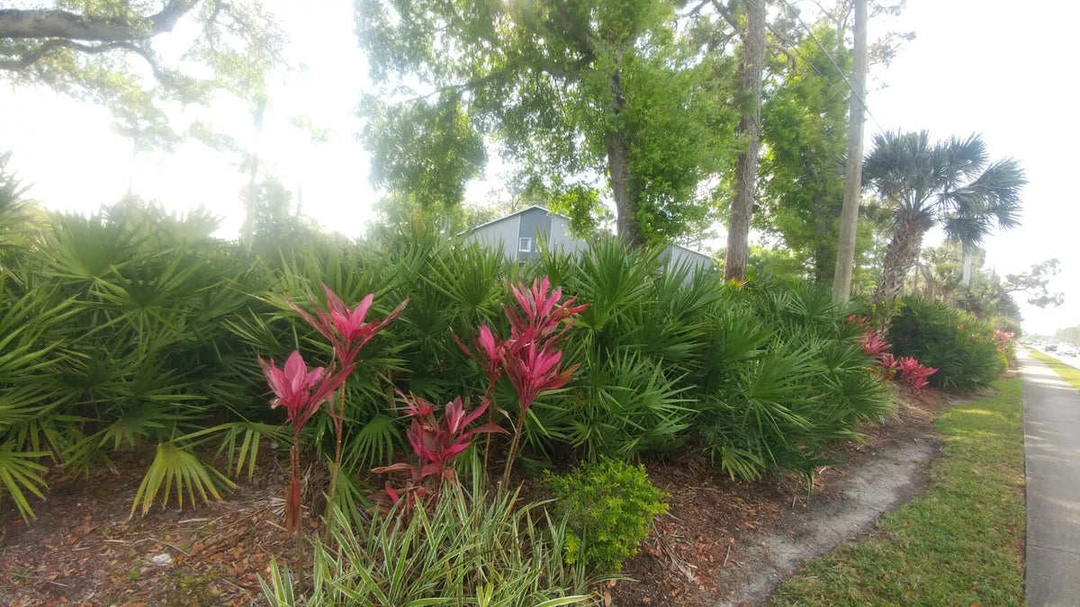 Florida Sabal Palmetto Palm Tree - Rooted 10-12" Garden Plant, Tropical Fan Palm, Serenoa repens, Drought Tolerant