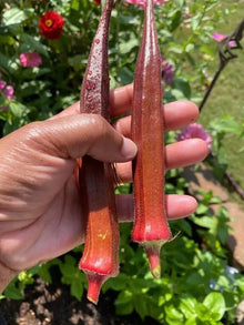 Red Burgundy Okra Seeds - 50+ Non-GMO Heirloom Seeds for Planting - Abelmoschus esculentus
