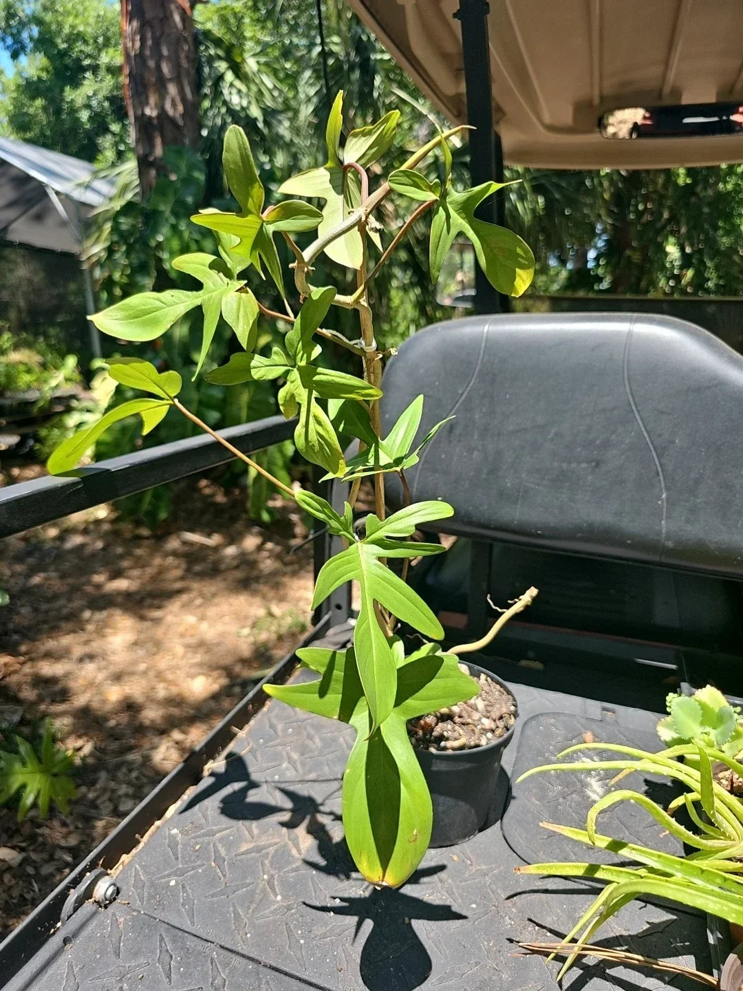 XL Philodendron Florida Red Stem Plant – Indoor Houseplant with 10 Leaves – Tropical Climbing Vine – Philodendron Florida (Not Pedatum squamiferum)