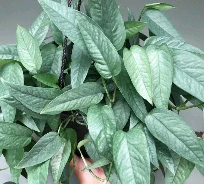 Cebu Blue Pothos Cuttings - 3 Stem Indoor Houseplant - Epipremnum pinnatum 'Cebu Blue' - Trailing Vine, Easy Care, Air Purifying