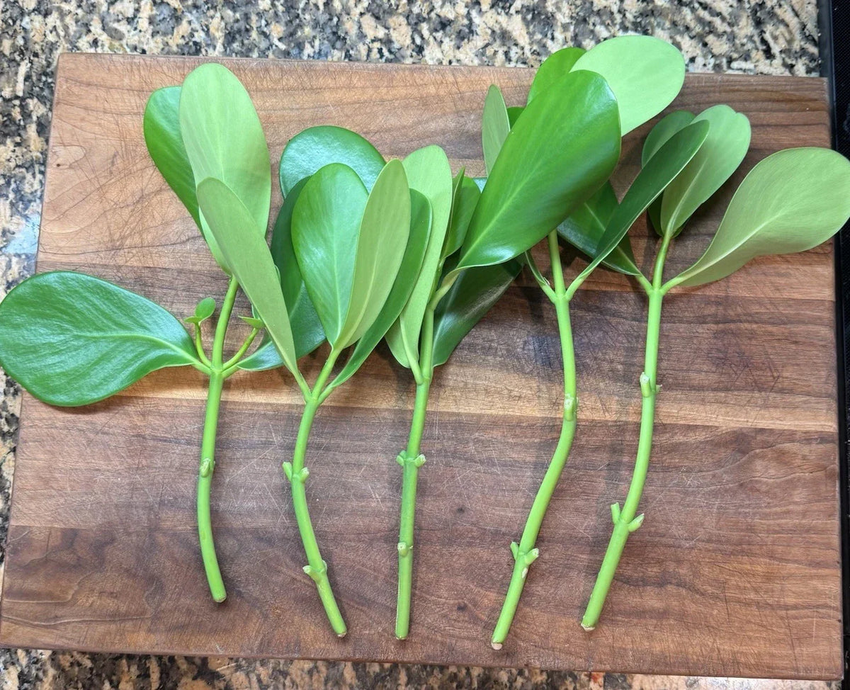 Clusia Bush Cuttings – 5 Fresh Clippings for Propagation – Clusia rosea – Tropical Evergreen Shrub for Garden & Indoor Planting