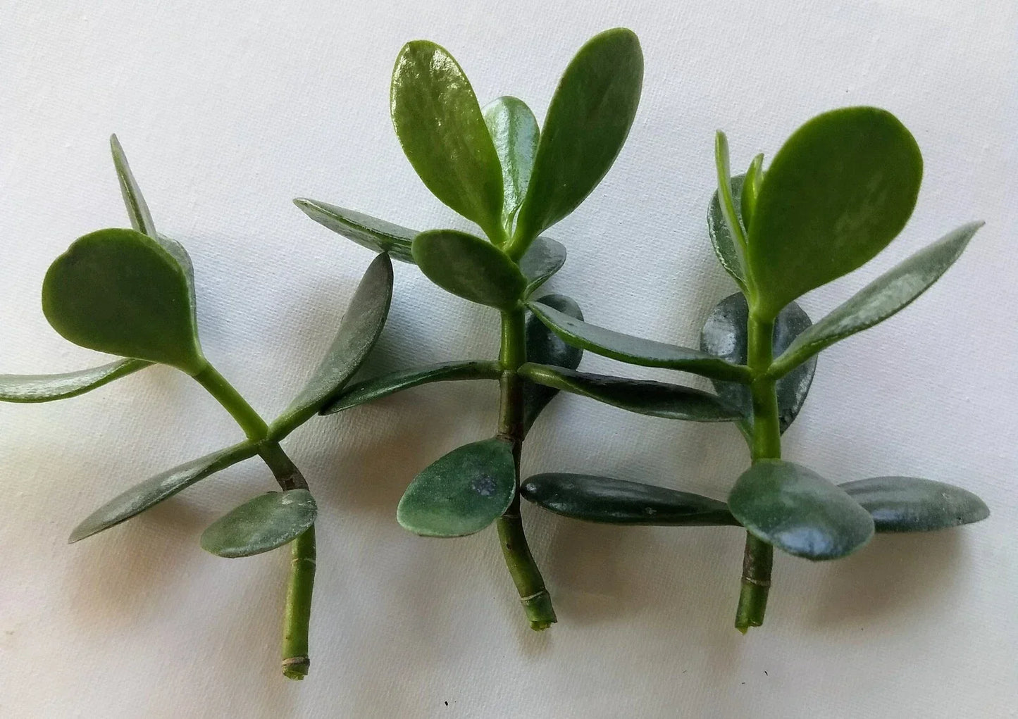 Jade Plant Cuttings - Fresh Live Propagation Succulent Crassula ovata - Indoor Outdoor Planting
