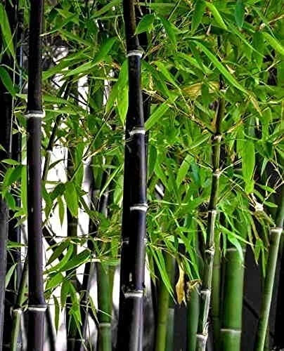 Rare Black Bamboo Seeds - 100 Count - Phyllostachys nigra for Garden Privacy Screens