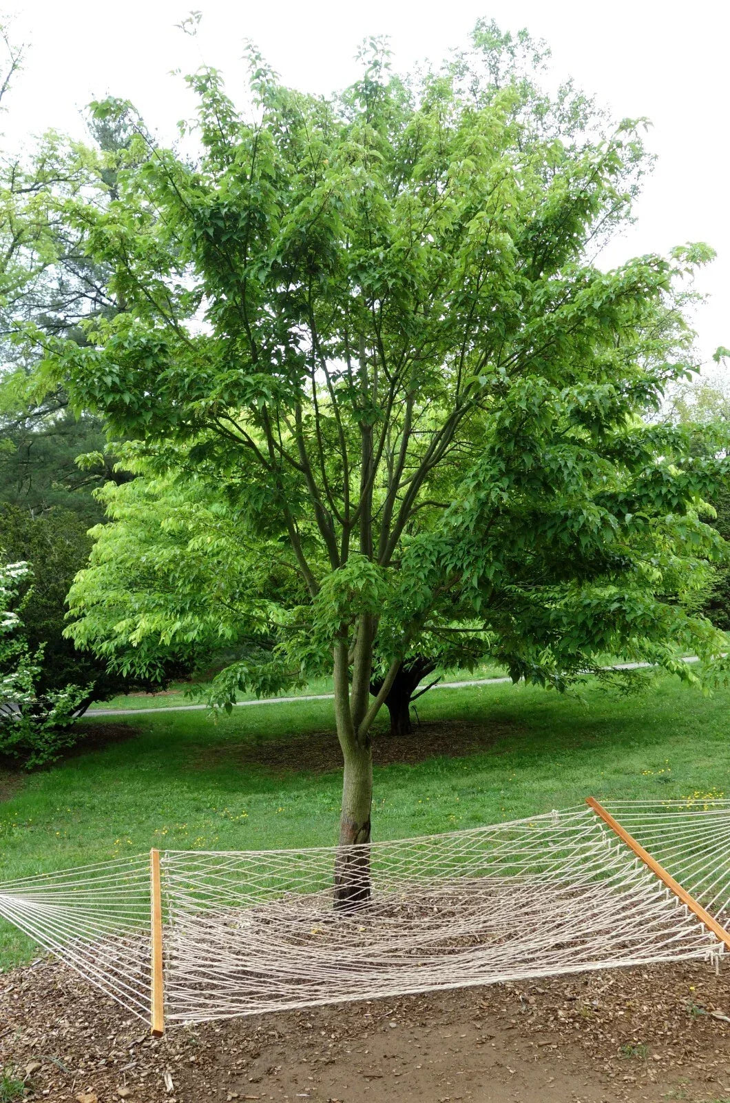 50+ David's Maple Seeds - Acer davidii - Hardy, Fast-Growing Rare Tree Seeds
