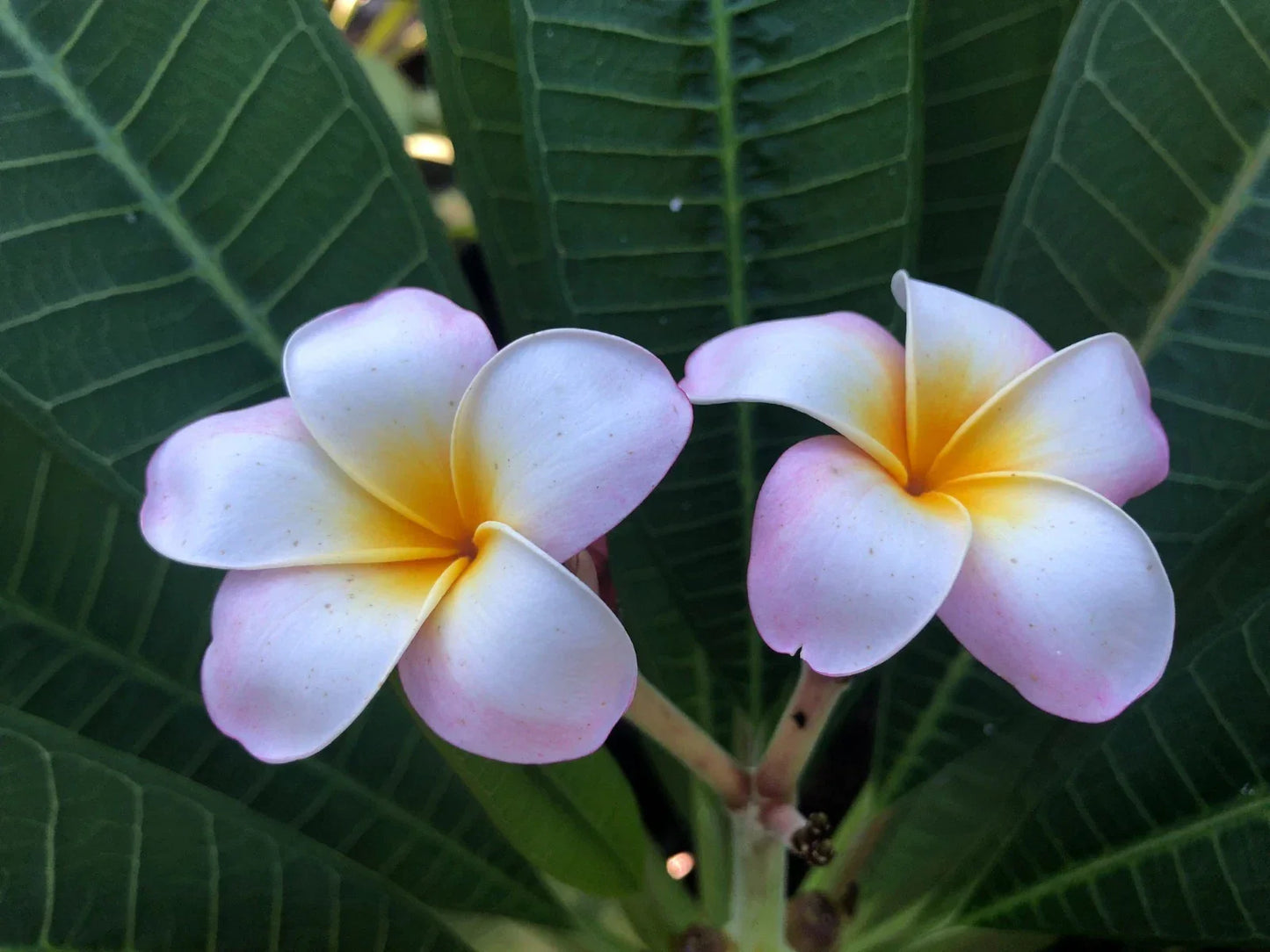 Plumeria Cuttings 9-12" Pali Lookout Variety Fragrant Tropical Plant for Garden or Patio