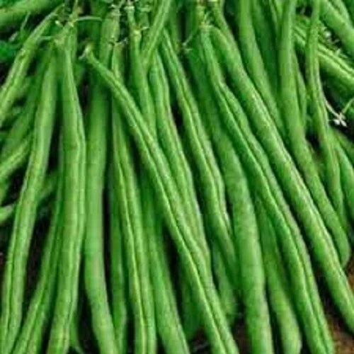 Premium Tendergreen Improved Stringless Bush Bean Seeds - Non-GMO, High Yield Vegetable Garden Variety