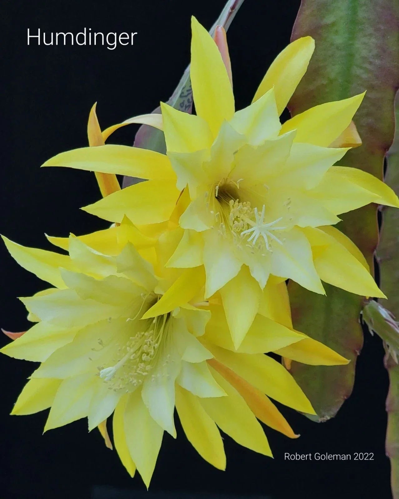 Epiphyllum 'Hum Dinger' Unrooted Cutting | Rare Orchid Cactus | Exotic Houseplant Succulent | Epiphyllum