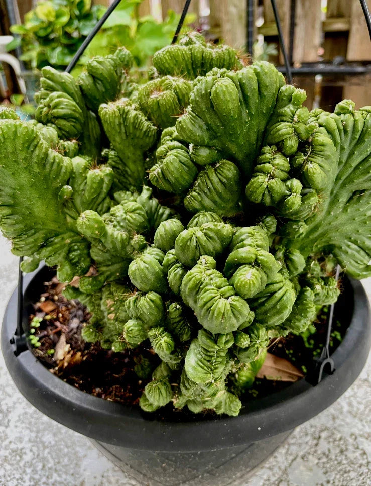 Cereus Peruvianus Repandus Monstrose Rooted Cactus Plant - Unique Succulent for Indoor & Outdoor Gardens