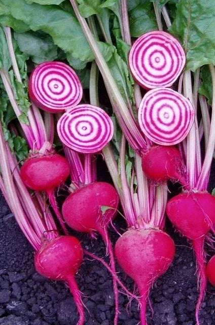 Chioggi Beet Seeds - 200+ Organic Candy Stripe Seeds - Open Pollinated NON-GMO