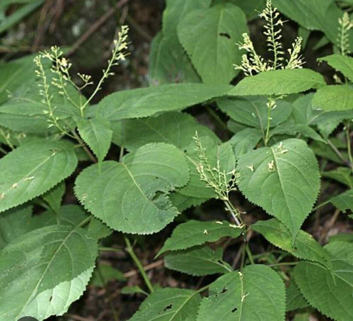 Stone Root Plant Bare Root 10-Pack Canadensis Collinsonia Native Medic ...