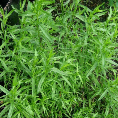 Russian Tarragon Seeds 1,500 Non-GMO Heirloom Artemisia dracunculus for Herb Gardens