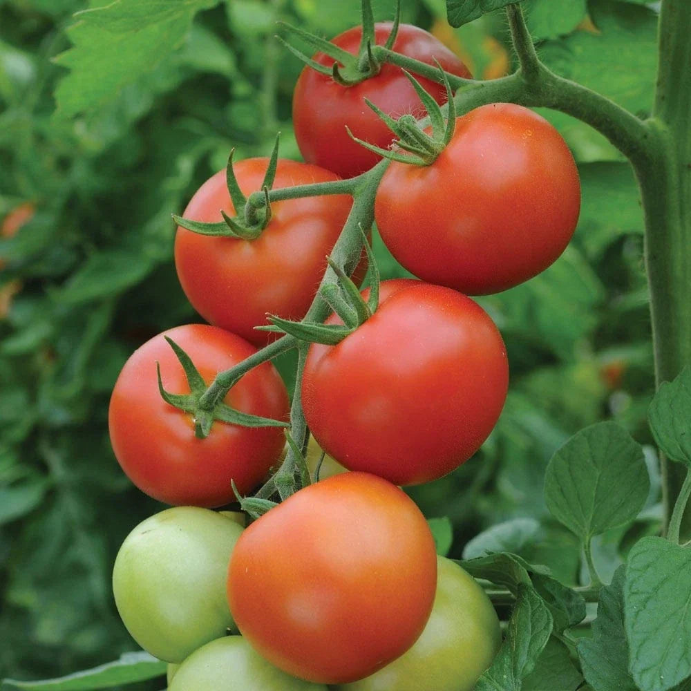 Moneymaker Tomato Seeds – Organic Heirloom Non-GMO Pack of 30+ Solanum lycopersicum for Home Garden, Salad, and Sauce