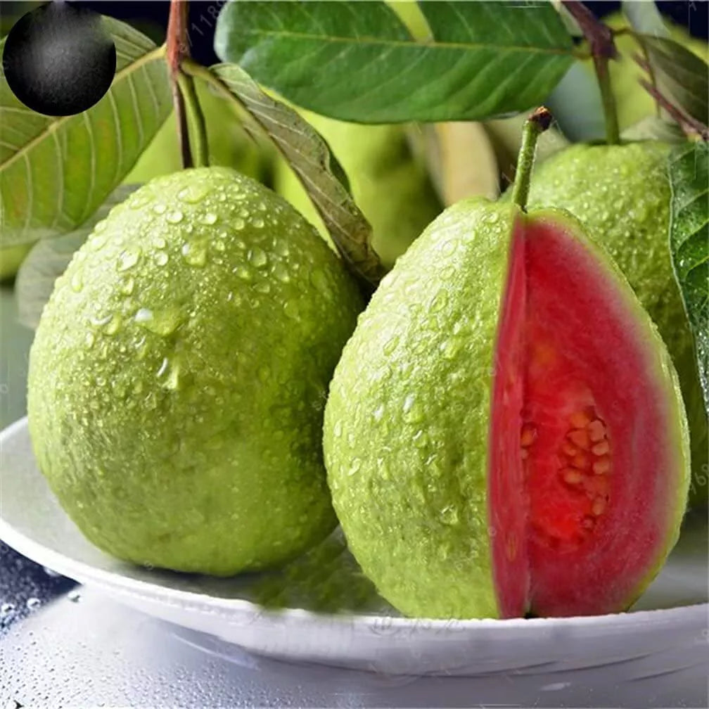Guava Fruit Tree Seeds - 100 Count - Psidium guajava Tropical Variety