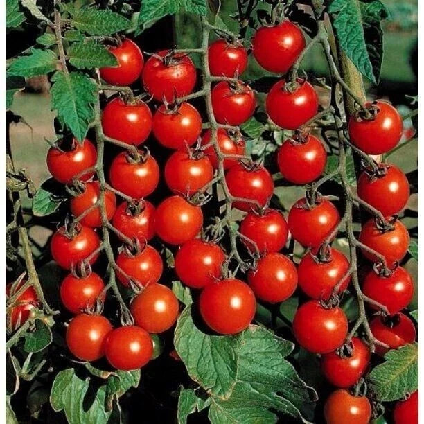 Small Cherry Tomato Seeds - 200+ Heirloom Organic Non-GMO Solanum lycopersicum for Home Gardening
