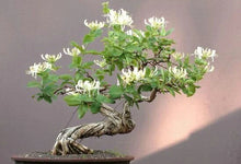 Honey Suckle Plant Rooted Cuttings for Bonsai - Lonicera spp. - 4 Pack - Perfect for Indoor or Outdoor Gardening