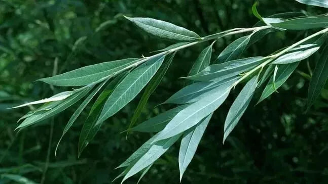 White Willow Tree Cuttings - 5+ Salix Alba, Medicinal Herb, Natural Pain Relief, Aspirin Source, Erosion Control