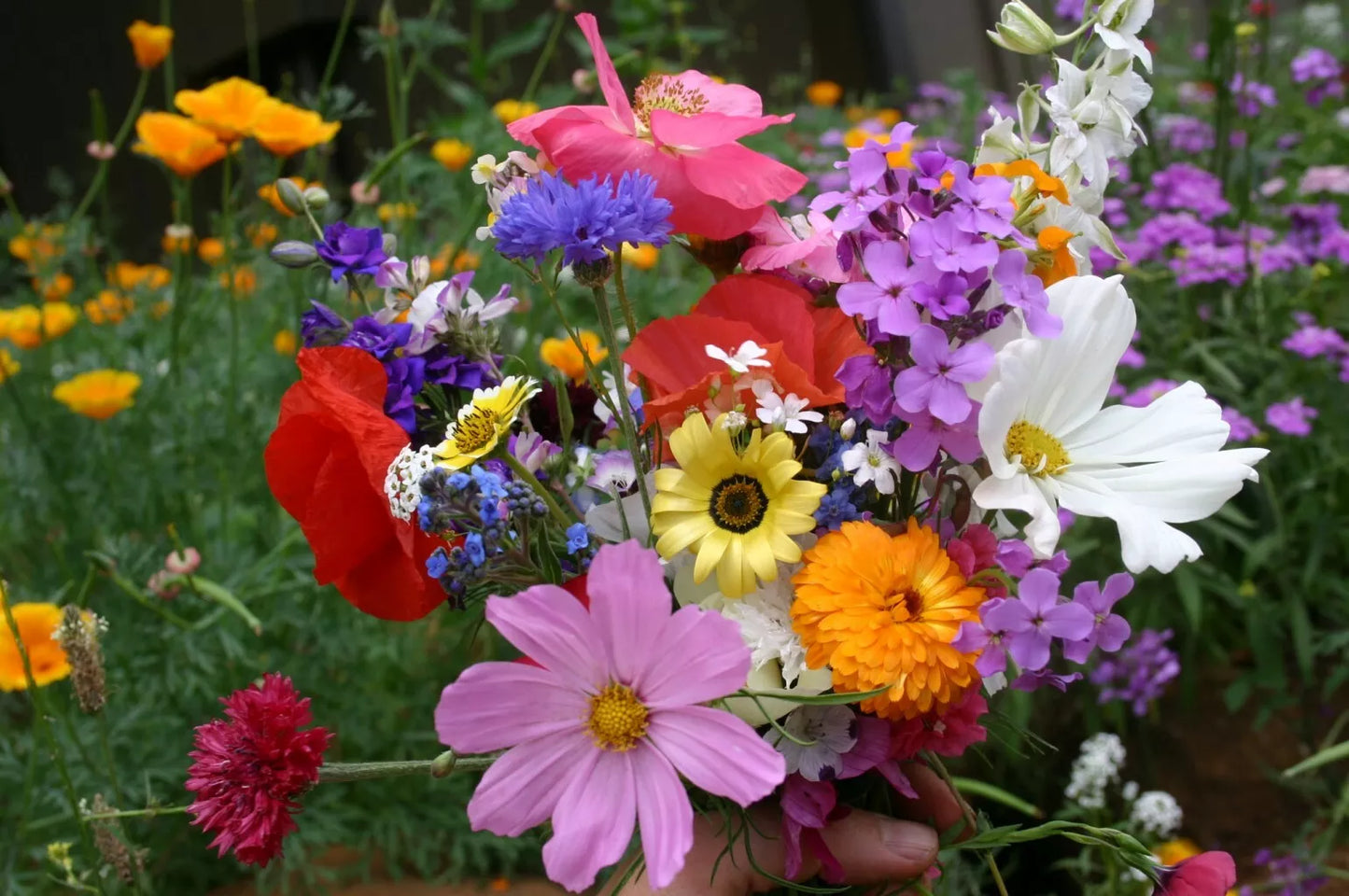 Wildflower Seed Mix - Cascade Kaleidoscope - 35 Species Native Annuals & Perennials for Pollinator Gardens