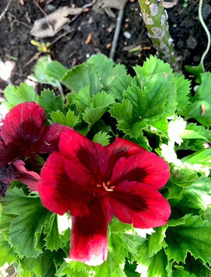 Blood Red Black Geranium Cuttings – Perennial 'Bloody Mary' – Vibrant Blood Red & Black Foliage, Easy to Grow