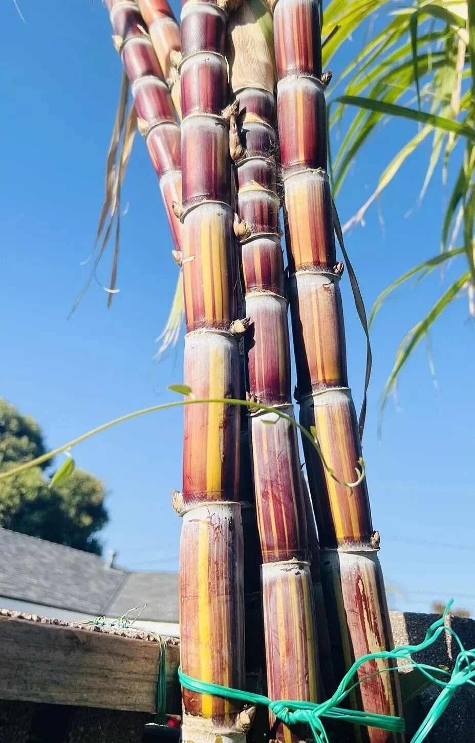 Rare Jamaican Variegated Sugarcane Live Rooted Plant - Striped Saccharum spontaneum for Gardens & Indoor Decor