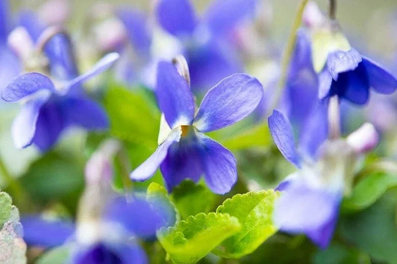 Sweet Violet Plants - 5 Starter Plants - Viola odorata - Wildcrafted English Violet Ground Cover