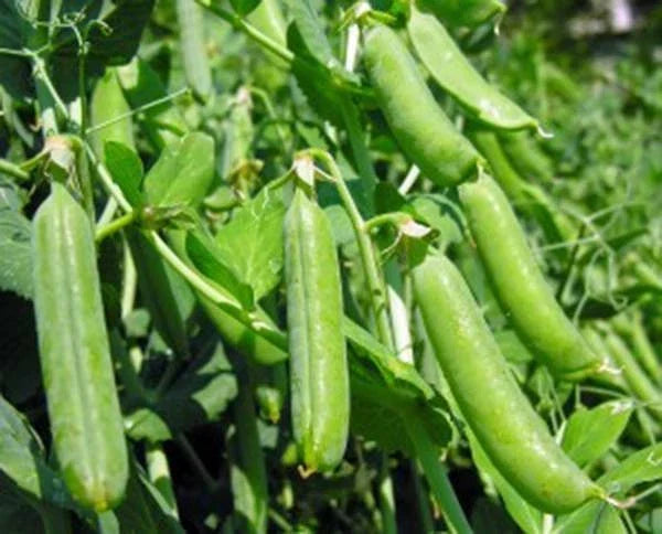 Heirloom Pea Seeds Pack of 100+ | Thomas Laxton Pisum sativum Non-GMO for Home Gardening