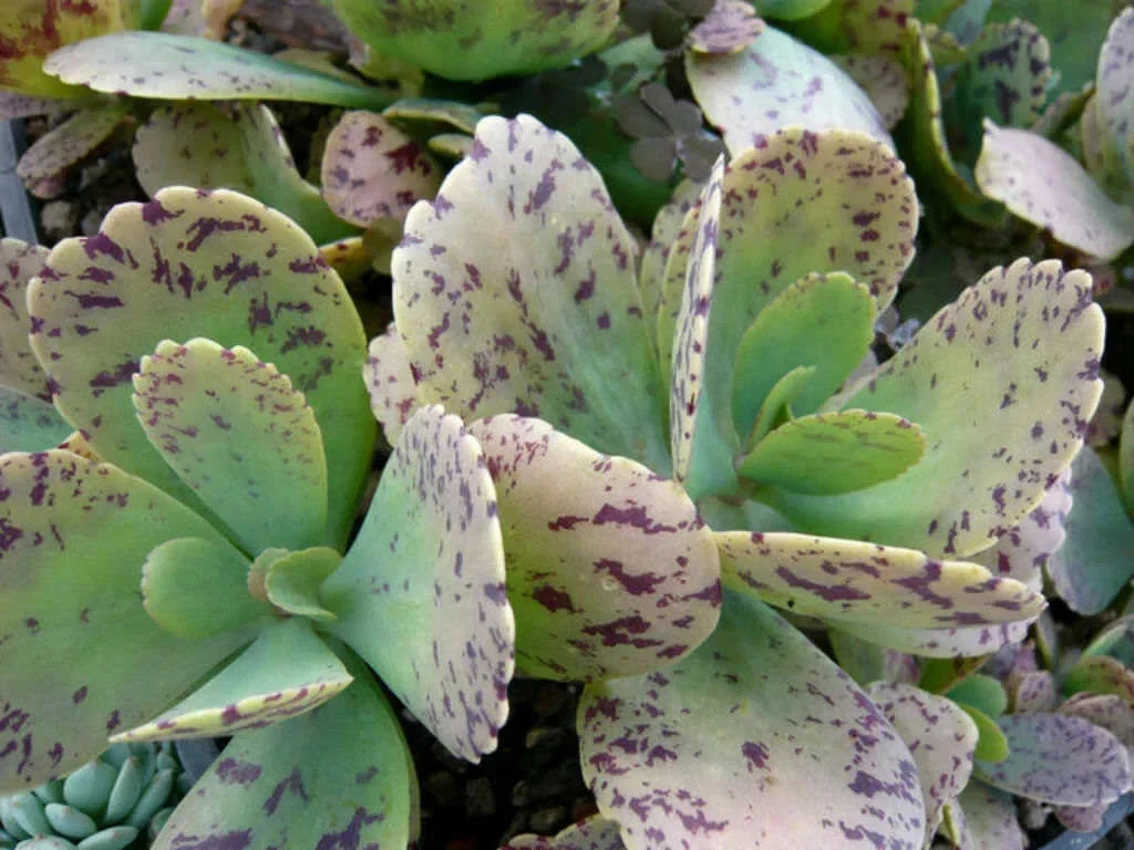 Kalanchoe Marmorata Succulent Cuttings 5+ Inches Spotted Leaves Indoor Outdoor Plant