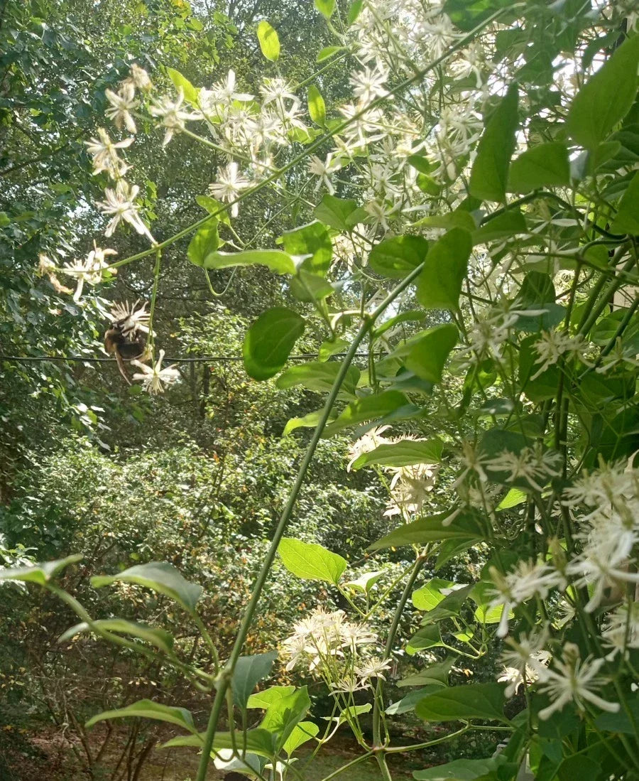 Sweet Autumn Clematis Bare Root Plant, Climbing Vine, Clematis Paniculata, Fragrant White Flowers, Garden Trellis, Fence Plant
