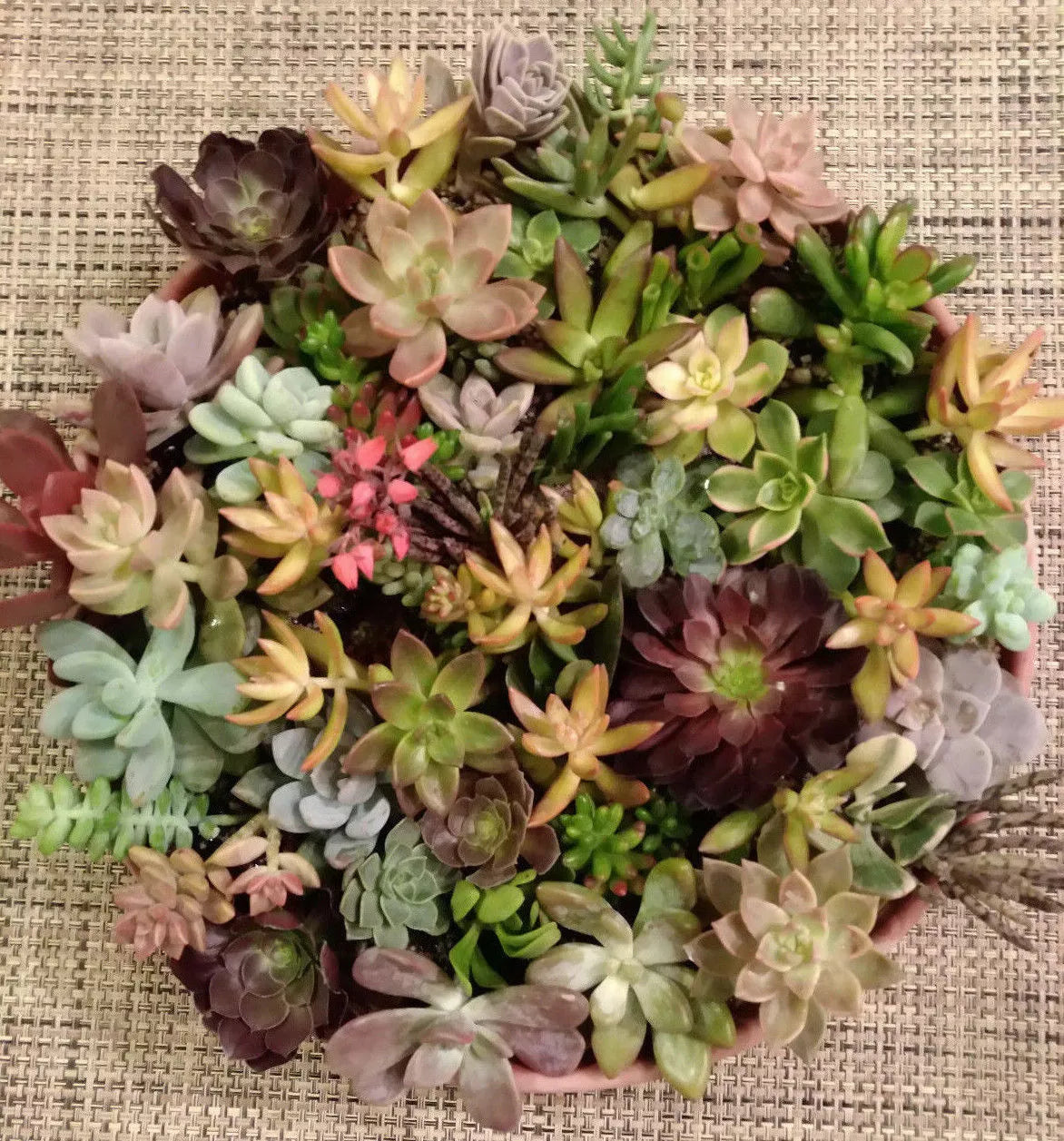 40 Succulent Cuttings Set – 40 Varieties Including 5 Rare Species for Gardening & Plant Enthusiasts