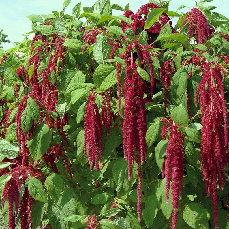 Amaranth Seeds 1000+ Love Lies Bleeding Non-GMO Annual Cut Flower Packet, Amaranthus caudatus