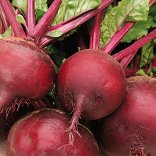 Ruby Queen Beet Seeds - 200+ Count - Dark Red Blood Turnip - Beta vulgaris