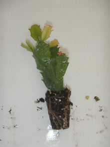 Christmas Cactus Plant - U Pick Any 1 Variety - Schlumbergera Truncata - Indoor Houseplant for Holiday Decor